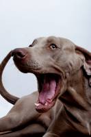 Zoé DUCOUDRE - Mille Nuances